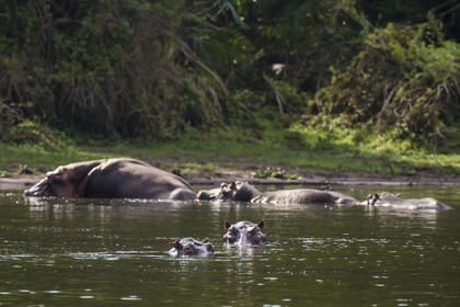 Rwanda, Parc national de l'Akagera, le lac Ihema, Hippopotames (Hippopotamus amphibius)