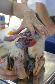 France, Saône et Loire (71), Louhans, le marché à la volaille du lundi, poulet de Bresse pattes bleues
