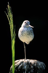Belgium, West Flanders, Knokke-Heist, the Zwin, a sandpiper bird