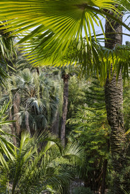 France, Alpes-Maritimes, Menton, Val Rahmeh Botanical Garden, exotic trees