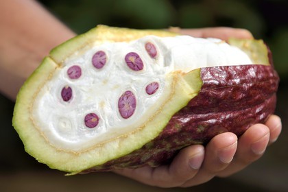 Sri Lanka, Central Province, Matale District, Kawudupelella, Ranweli Spice Garden, cocoa pod, the fruit of the cacao tree