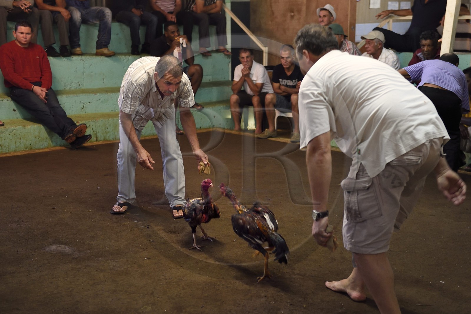 France, Ile de la Reunion, Petit Tampon, combat de coqs dans le Rond de Coq