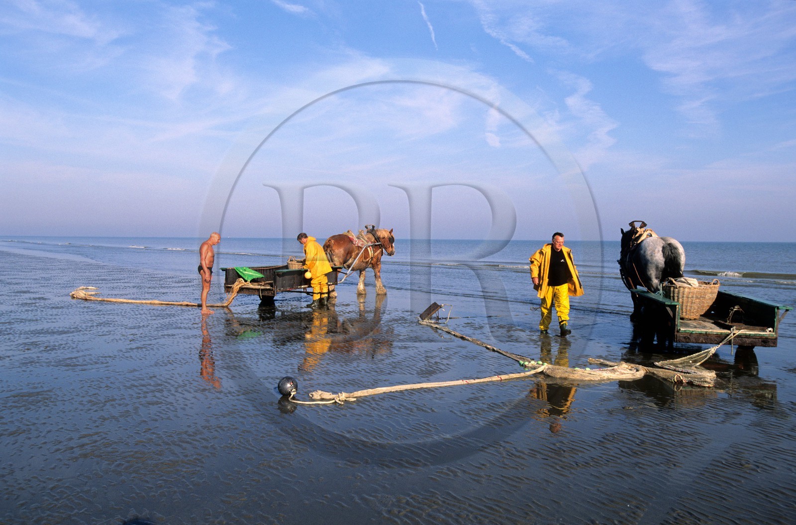 Belgique, Flandre-Occidentale, plage de Oostduinkerke, les derniers pêcheurs de crevettes à cheval