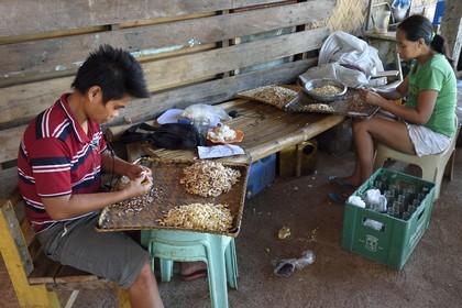 Philippines, Calamian Islands dans le nord de Palawan, Busuanga Island, ville de Coron, Coron Harvest Cashew factory, préparation des noix de cajou