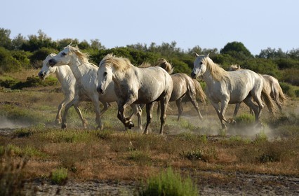 France, Bouches du Rhone, Parc naturel regional de Camargue (Regional Natural Park of Camargue), around Malagroy pond, manade Jacques Mailhan, Camargue horses