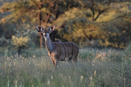 Namibia, Khomas region, north of Windhoek, Okapuka Ranch, greater kudu (Tragelaphus strepsiceros) in the tall grass