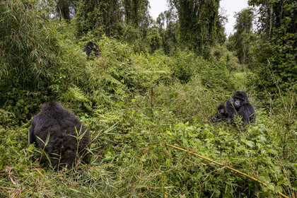 Rwanda, Province du Nord, Parc National des Volcans dans la chaine des Monts Virunga, mont Karisimbi, gorilles des montagnes (Gorilla beringei beringei) du groupe Susa, mère avec son petit de 6 mois