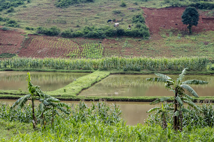 Rwanda, Province de l’Est, Nyagasambu, cultures et pisciculture en bordure de la rivière dans la vallée du Rugende