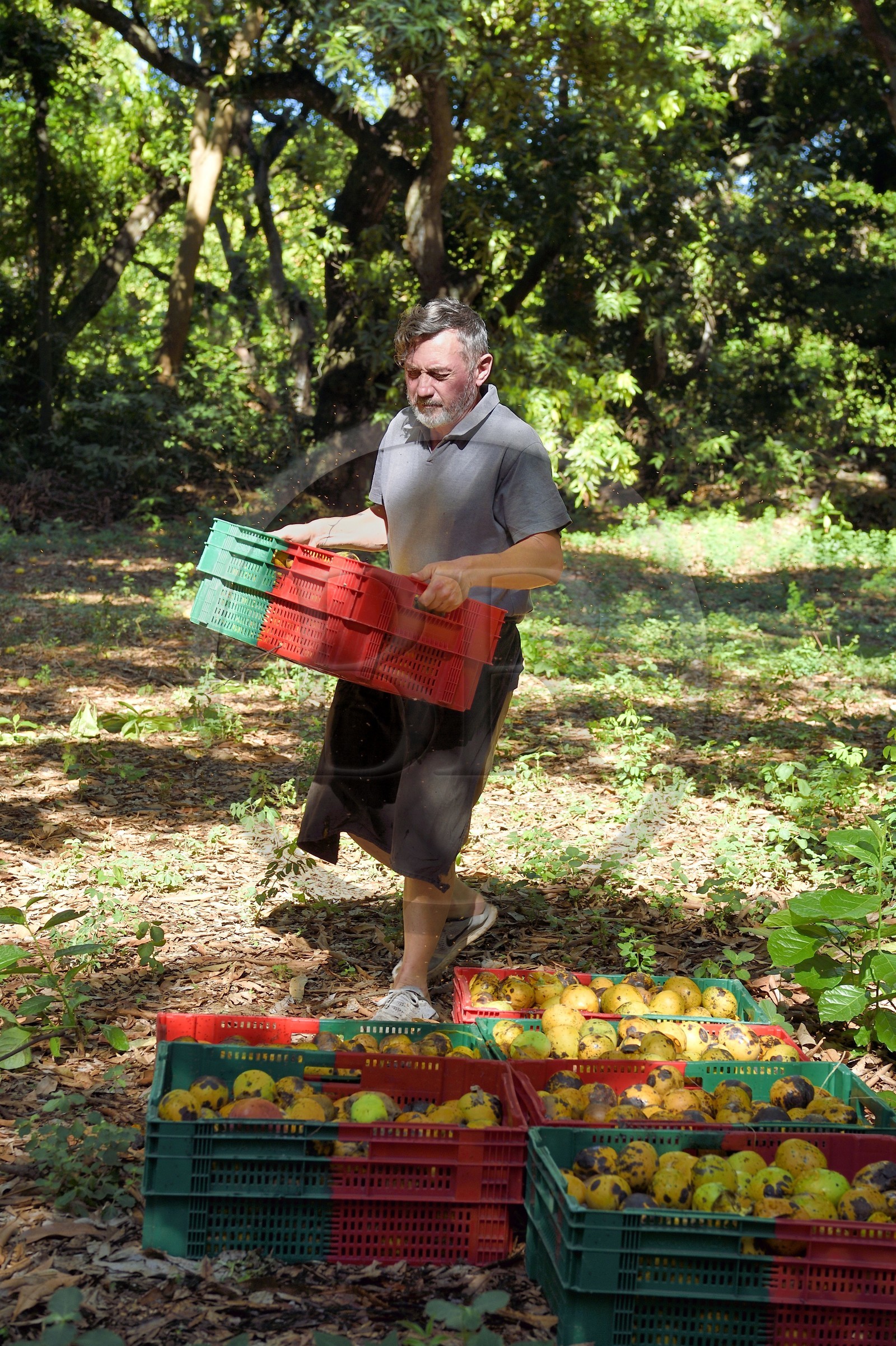 France, Ile de la Reunion, Saint-Paul, verger de mangue Laperrière au Tour-des-Roches, Ludovic Maufras createur de La Part des Anges Distillation recolte des mangues destinées à la confection de son eau de vie naturelle