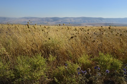 Israel, Northern District, Lower Galilee, Kochav ha-Yarden Nature Reserve