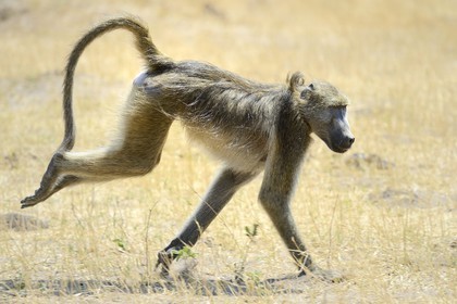 Zimbabwe, Matabeleland North Province, Hwange National Park, chacma baboon (Papio ursinus)