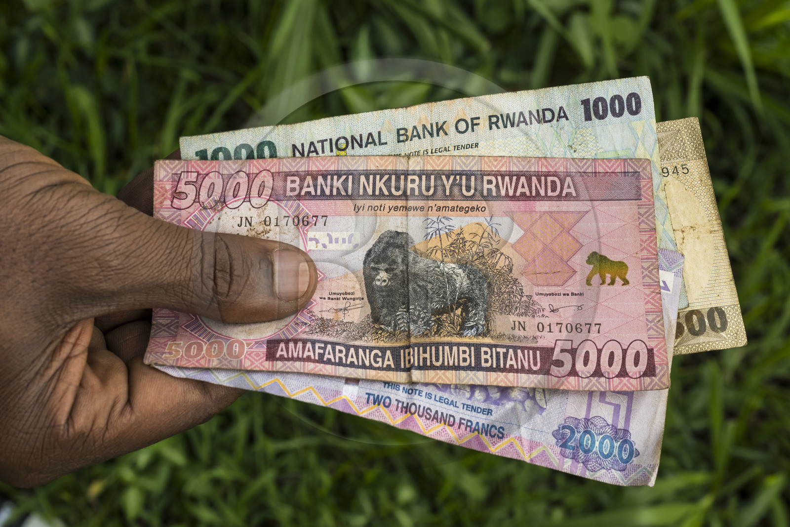 Rwanda, billets de banque de franc rwandais, la devise officielle, le gorille dos d'argent ou silverback est représenté sur le billet de 5000 francs