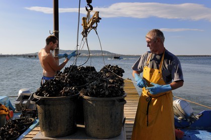 France, Hérault (34), Bouzigues, étang de Thau, exploitation conchylicole de la famille Benezech au lieu dit La Catonnière face au Mont Saint-Clair, déchargement des moules