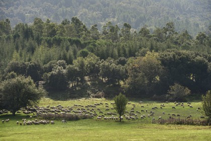France, Var, Massif des Maures, Collobrières, plateau Lambert, flock of sheep