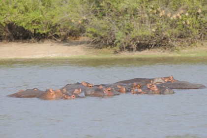 Tanzanie, Reserve de gibier de Selous une des plus grandes zones protégées au monde et inscrite sur la liste du patrimoine mondial de l’Unesco depuis 1982, hippopotames sur le lac Nzerakera formé par la rivière Rufiji