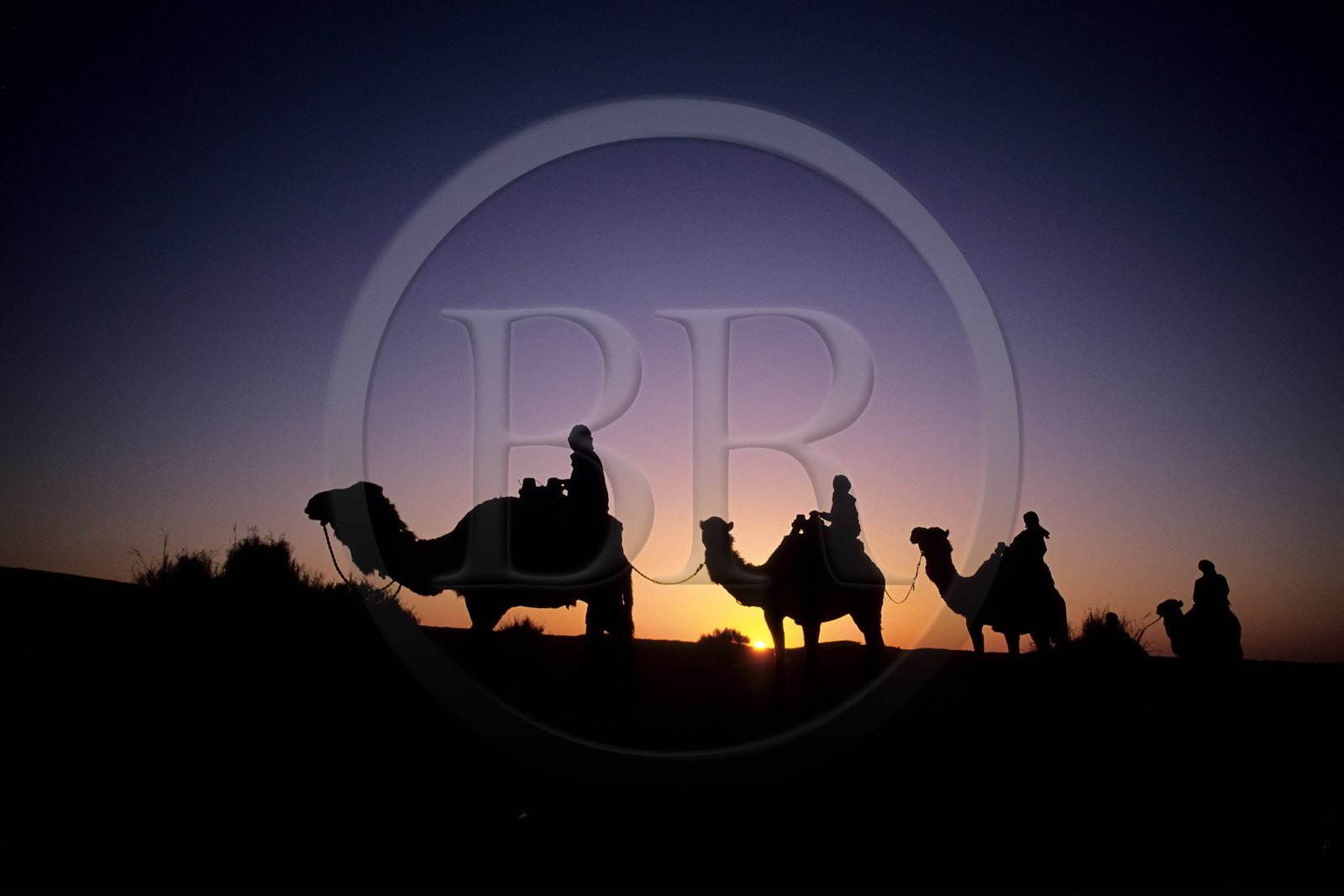Tunisie, sud tunisien, oasis de Ksar Ghilane, méharée au crépuscule dans les dunes du Grand Erg oriental