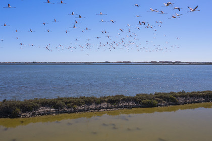 France, Hérault (34), Frontignan, vol de flamants roses (Phoenicopterus roseus) dans l'étang d'Ingril dans les anciens salins (vue aérienne)