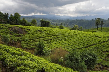 Sri Lanka, Central Province, the popular scenic train ride through the tea growing hill country between Hatton and Badulla, here between Talawakele and Great Western, tea plantation