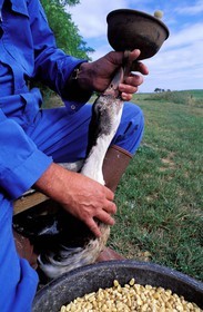 France, Gers, traditional goose stuffing in Laouellee farm