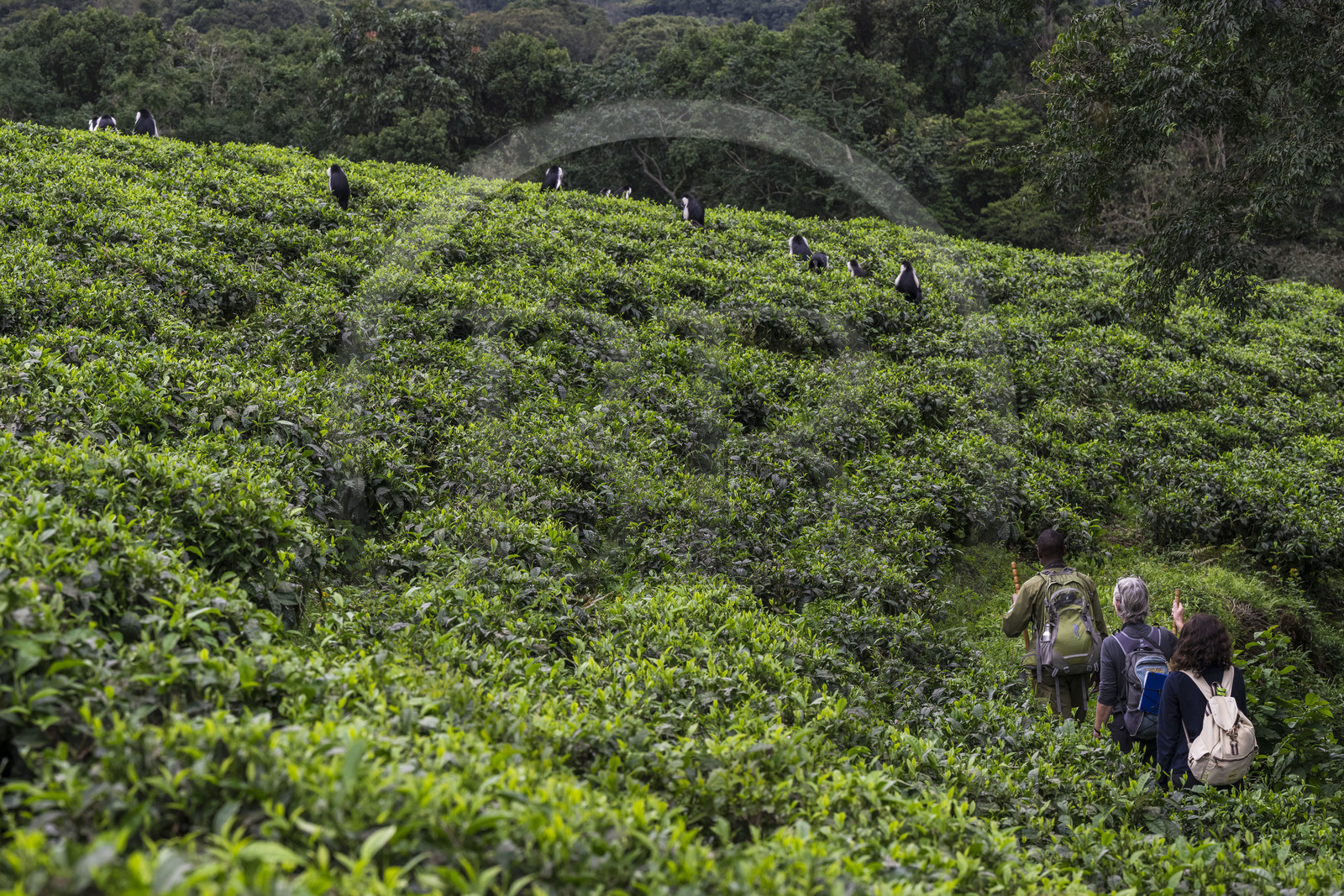 Rwanda, Province de l’Ouest, Gisakura, Parc national de Nyungwe, le garde de African Parks Claver Mtoyinkima guidant des touristes sur la piste des Colobes de Ruwenzori (Colobus angolensis ruwenzorii) pendant un safari à pied dans la forêt tropicale humide naturelle bordée par les plantations de thé