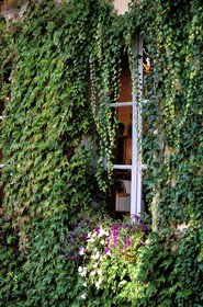France, Correze, house wall covered by Ivy