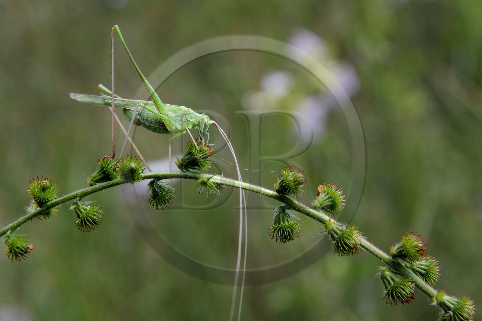 France, Var (83), Provence Verte, Tourves, Gorges du Caramy, orthoptère, Sauterelle verte (Tettigonia viridissima)