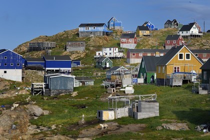 Groenland, cote ouest, baie de Baffin, maisons en bois d'Upernavik et chiens de traineau
