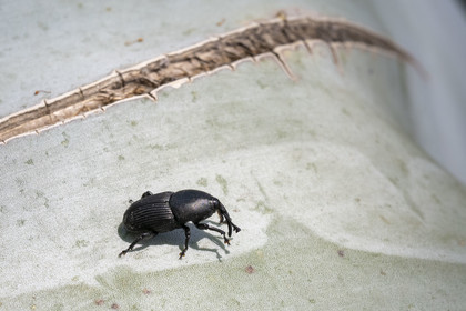 Italy, Liguria, Province of Imperia, Ventimiglia, Hanbury Botanical Garden, the black weevil (Scyphophorus acupunctatus) which attacks the fleshy parts of many plants