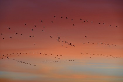 France, Indre, Berry, Parc Naturel Regional de la Brenne (Natural Regional Park of La Brenne), Rosnay, Red Sea pond (etang de la Mer Rouge), Common Crane (Grus grus), flight at sunset