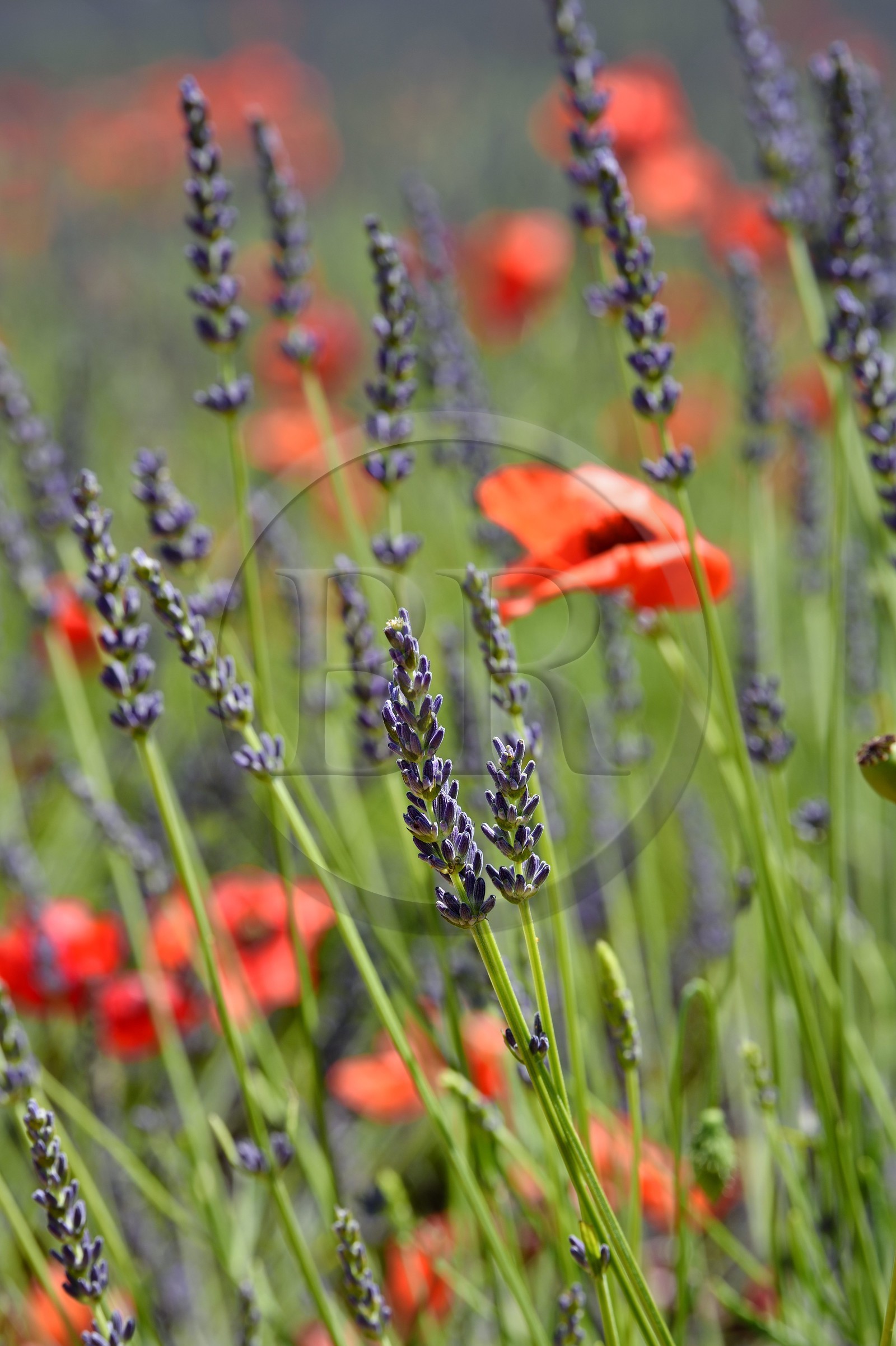 France, Alpes-de-Haute-Provence (04), parc naturel régional du Verdon, plateau de Valensole, coquelicots dans un champ de lavandin France, Alpes-de-Haute-Provence (04), parc naturel régional du Verdon, plateau de Valensole, coquelicots dans un champ de lavandin
