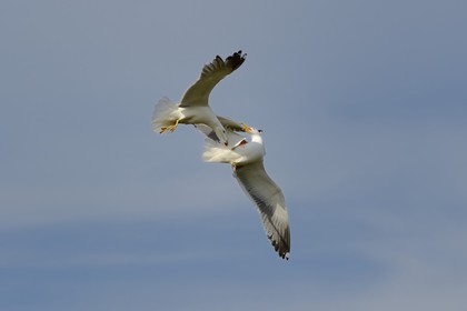 France, Finistere, La Foret Fouesnant, Glenan islands, Penfret island, seagulls fighting
