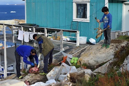 Groenland, cote ouest, baie de Baffin, Upernavik, chasseurs dépecant une tête de morse et un jeune inuit jouant avec une tête de renne chassé par son père
