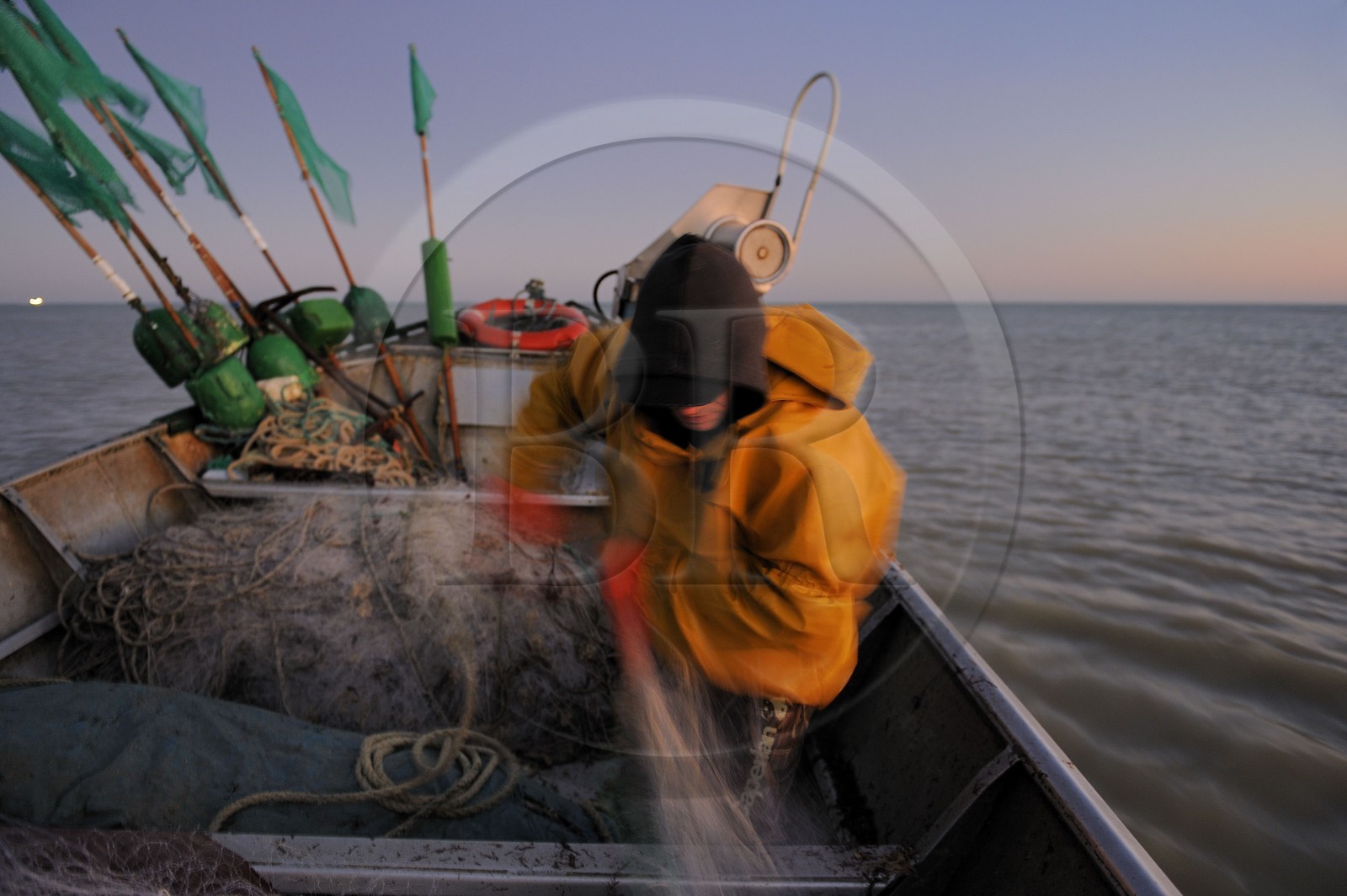 France, Seine-Maritime (76), au large de Veules-les-Roses à l'aube, pêche au filet à bord du bateau La Pomme appartenant à Anthony Paumier le plus jeune patron de pêche de France