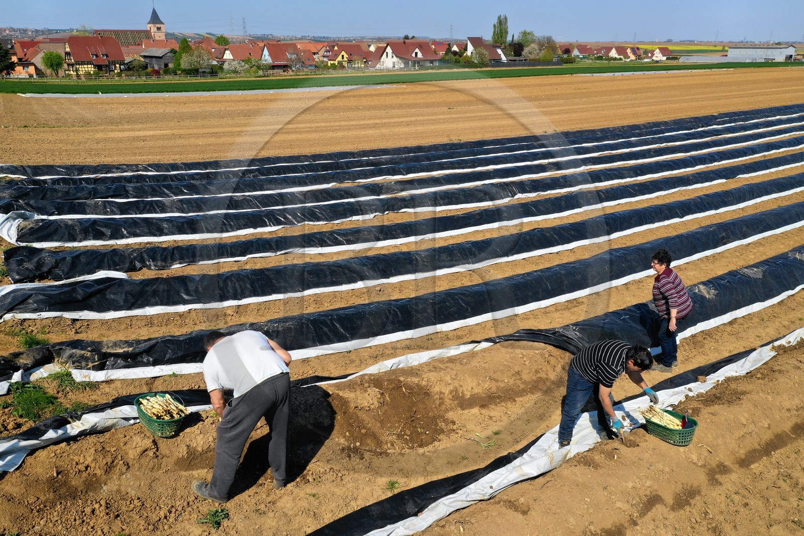 France, Bas-Rhin (67), Fessenheim-Le-Bas, r