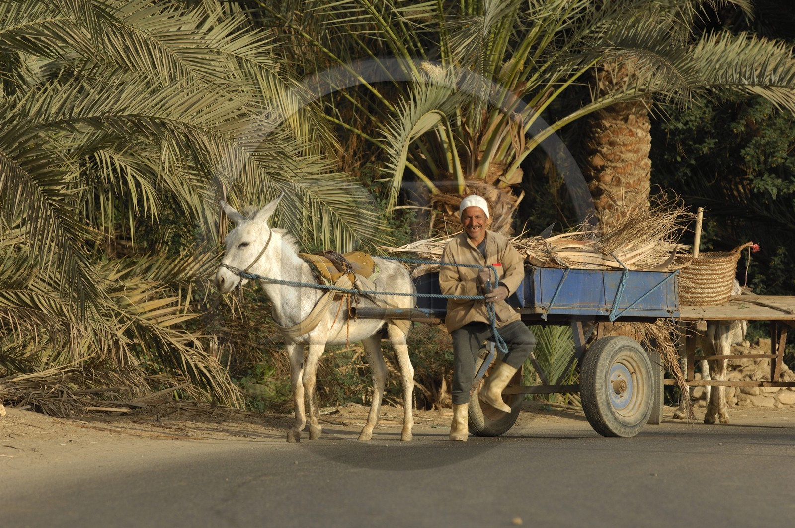Egypte, Basse-Egypte, désert libyque, oasis de Bahariya (Bahareyya), la palmeraie