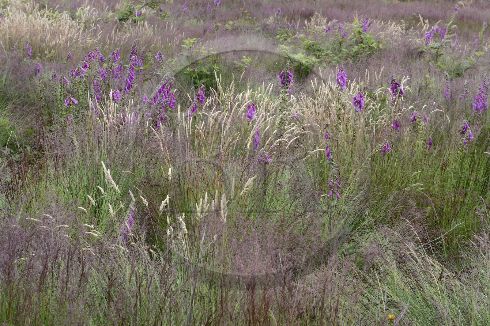 France, Ille-et-Vilaine (35), Saint-Just, la Lande de Cojoux, digitales pourpre (Digitalis purpurea)