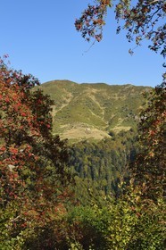 France, Cantal, Parc Naturel Régional des Volcans d'Auvergne (regional nature park of Auvergne volcanoes), Le Lioran, the Buron de Meije Costes refuge on the Teton de Venus mountain overlooking the Alagnon valley, rowan tree (Sorbus aucuparia) in foreground