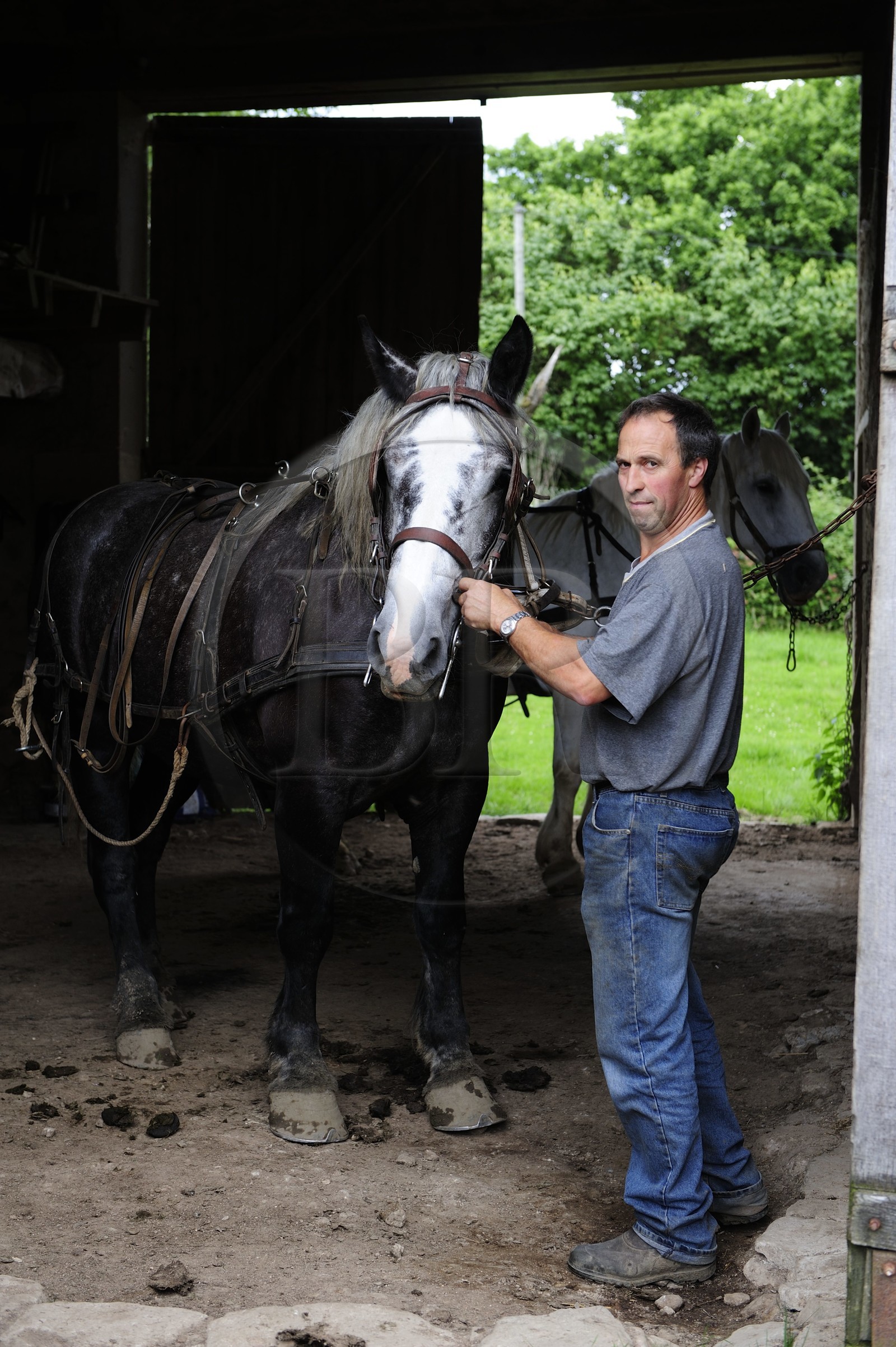 France, Nièvre (58), lac de Pannecière, Alain Perruchot agriculteur et éleveur de chevaux au commande de son attelage