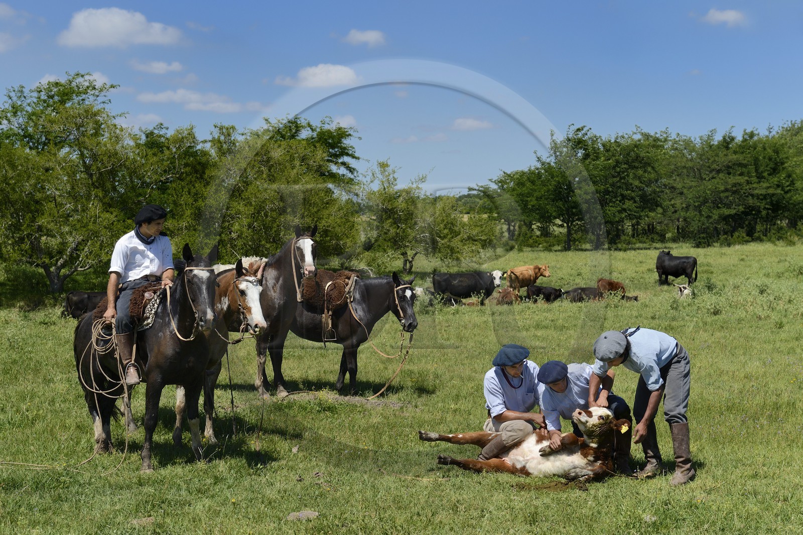 Argentine, province de Buenos Aires, San Antonio de Areco, estancia La Bamba de Areco, gauchos au travail avec leur troupeau de vaches