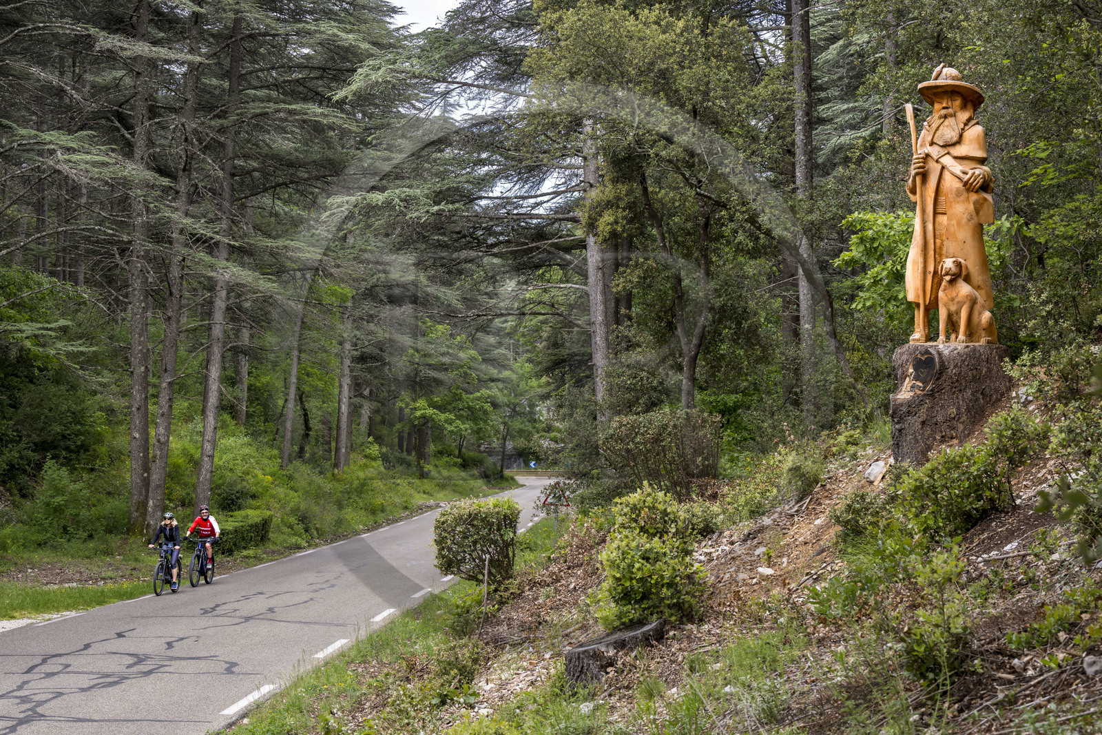 France, Vaucluse (84), Parc Naturel Régional du Mont Ventoux, Bedoin, ascension à vélo du Mont Ventoux par la route D974 sur le versant sud, sculpture dans un tronc de cedre du Berger et son Chien (2023) par le sculpteur Jacques Marcy