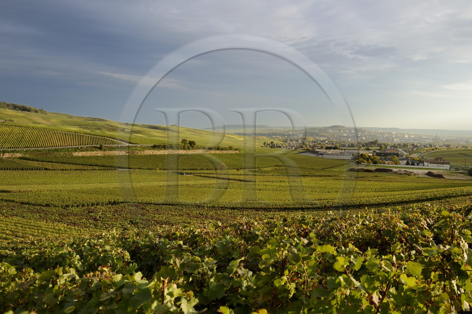 France, Marne (51), Parc Naturel Regional de la Montagne de Reims, Champillon, vignobles de Champagne