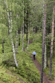 Suède, Comté de Vasterbotten, région d'Umea, forêt de bouleaux à Tallberg