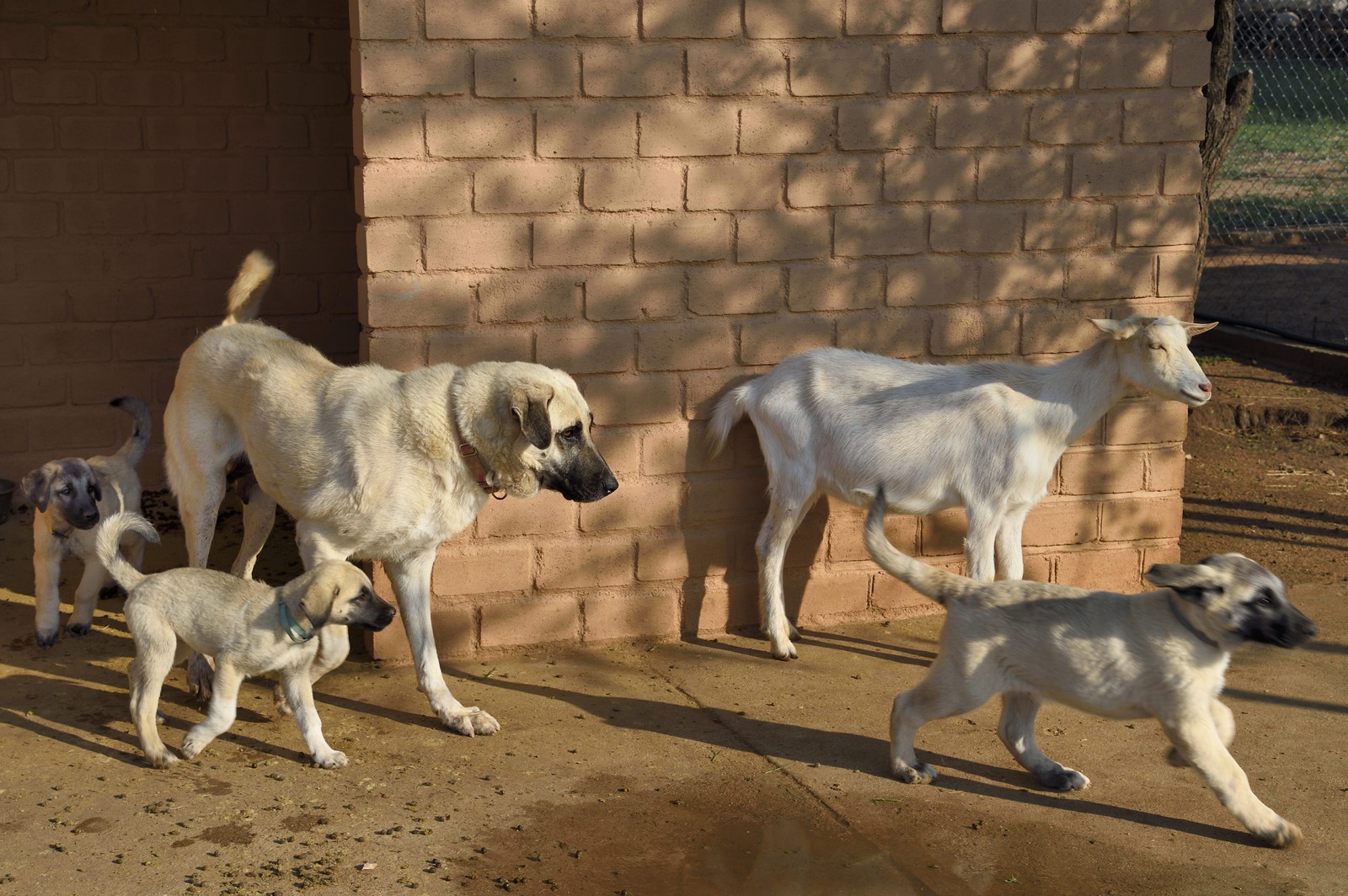 Namibie, Otjiwarongo, Cheetah Conservation Fund, centre de recherche et d'éducation, le Livestock Guarding Dog Program (programme chien de garde du bétail) du CCF a été très efficace pour réduire les taux de prédation et ainsi aussi l'inclinaison des agriculteurs à piéger ou tirer sur des guépards, élevage de chien Berger d'Anatolie aussi connu sous le nom de Kangal Namibie, Otjiwarongo, Cheetah Conservation Fund, centre de recherche et d'éducation, le Livestock Guarding Dog Program (programme chien de garde du bétail) du CCF a été très efficace pour réduire les taux de prédation et ainsi aussi l'inclinaison des agriculteurs à piéger ou tirer sur des guépards, élevage de chien Berger d'Anatolie aussi connu sous le nom de Kangal
