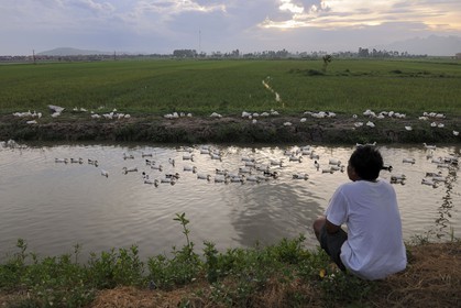 Vietnam, Ninh Binh province, ducks in a small channel nearby the ricefields