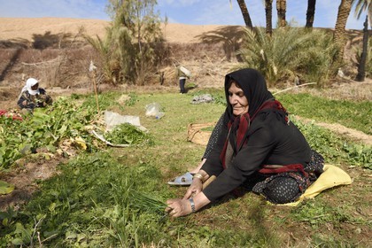 Iran, Province d'Ispahan, désert du Dasht-e Kavir, l'oasis d'Arousan dans la région de Khur et Biabanak, femmes récoltant les champs