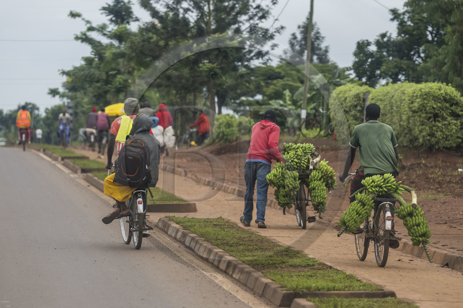 Rwanda, Province de l’Est, Kayonza, transport de régime de bananes plantain sur bicyclette sur la route de l'Akagera, les bicyclettes sont le principal moyen de transport local