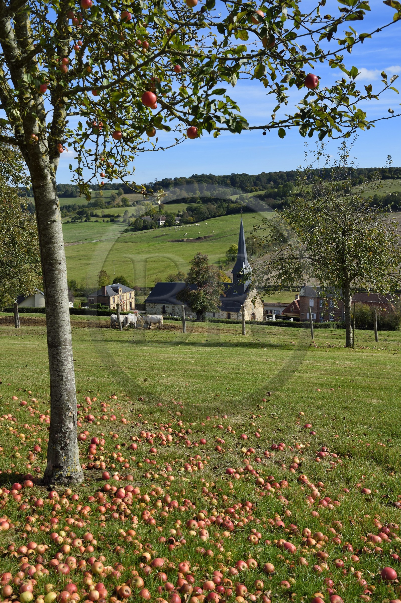 France, Orne (61), Pays d'Auge, village de Camembert