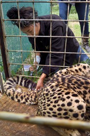 Namibie, Otjiwarongo, Cheetah Conservation Fund, centre de recherche et d'éducation, administration de fluides sous-cutanés 3 fois par semaine à un guépard (Acinonyx jubatus) souffrant d'insuffisance rénale chronique et la vétérinaire Emma Alfonso en arrière plan