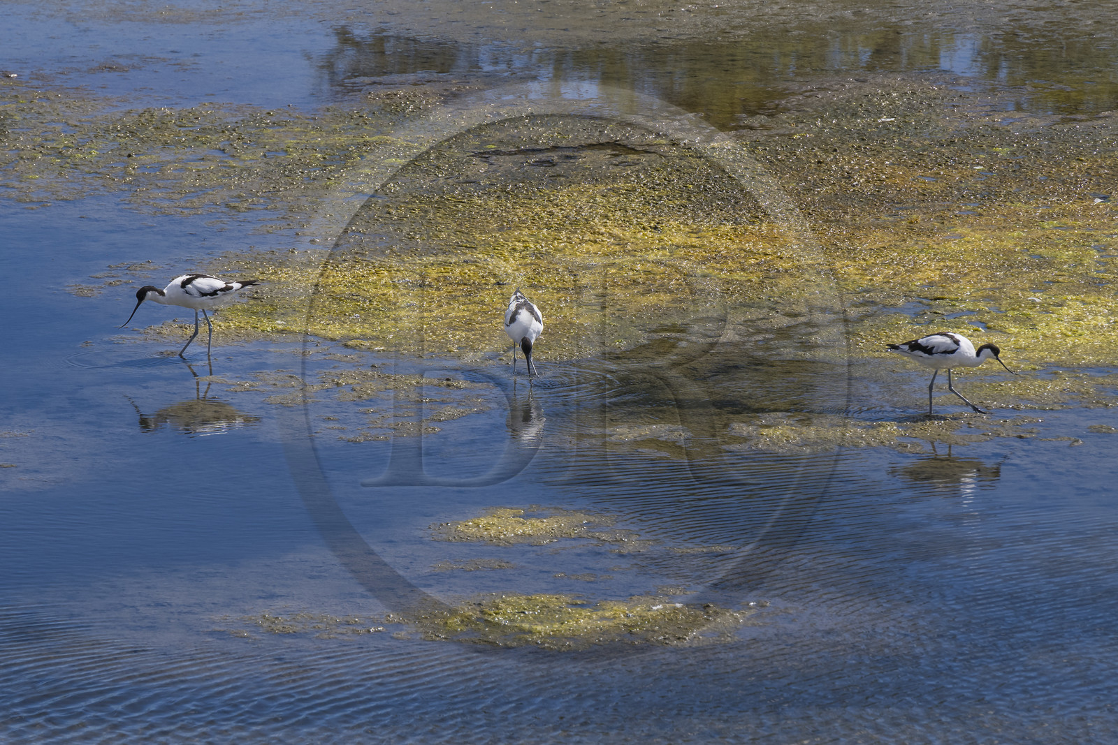 France, Vendée (85), île de Noirmoutier, La Guérinière, avocette élégante (Recurvirostra avosetta) dans le marais en contrebas de la digue entre le Port de Bonhomme et le passage du Gois