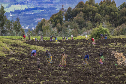 Rwanda, Province du Nord, District de Musanze (Ruhengeri), culture des champs sur les pentes volcaniques du mont Karisimbi dans les montagnes des Virunga en bordure du Parc national des Volcans où vivent les gorilles